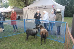 Ilustrační obrázek